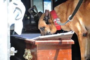 Las unidades caninas tratan de determinar la existencia de estupefaciente en el ataúd.