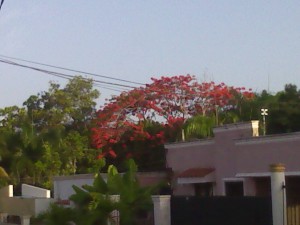 Flamboyan florecido III