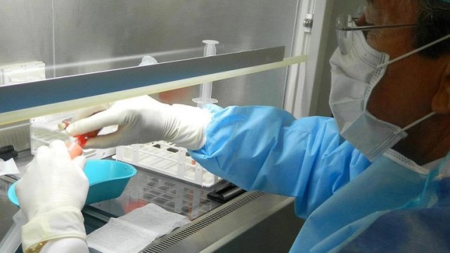 Trabajando con células madre